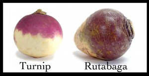 Rutabaga vs Turnip