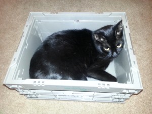 This is Ash, my girl cat. She loves to nest in boxes and is the black hole of pets.