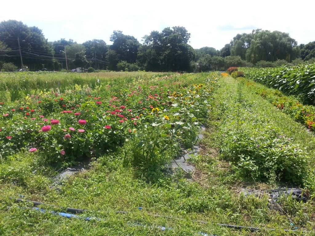 Field of flowers