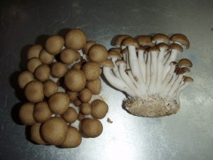 Brown Beech Mushrooms. Image source: Wikipedia