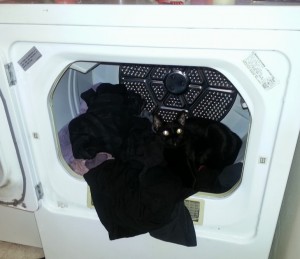 Cat in Dryer