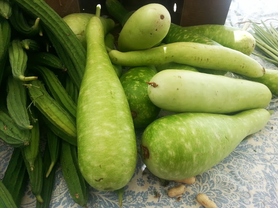Opo squash, which were huge! See next pic for size reference.