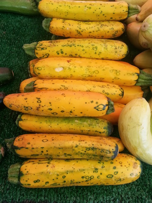 Look at the cool spots on these yellow squashes! I believe it is dreaming of becoming a zucchini one day.