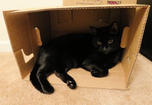 Ash in a box. Boxes are just simplified cat traps.