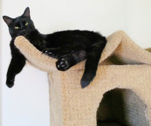 Tub Tub watching mommy take pics of pie from his perch