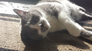 And just to add some cuteness into your day, here is Nicole's kitty, Cupid, sunbathing!