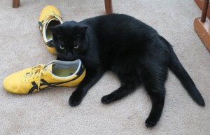 Tub Tub snuggling my shoes. My cats like stinky shoes :(