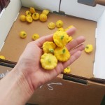 Mini pattypan squash