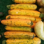 Look at the cool spots on this yellow squash! I believe it is dreaming of becoming a zucchini one day.